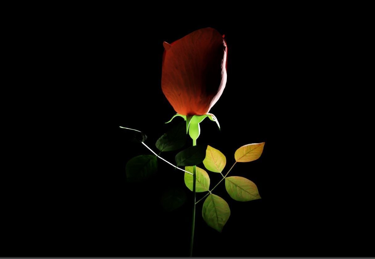 Rose flowers 3D models collection Low-poly 3D model_4