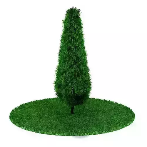 Evergreen Fern Plant