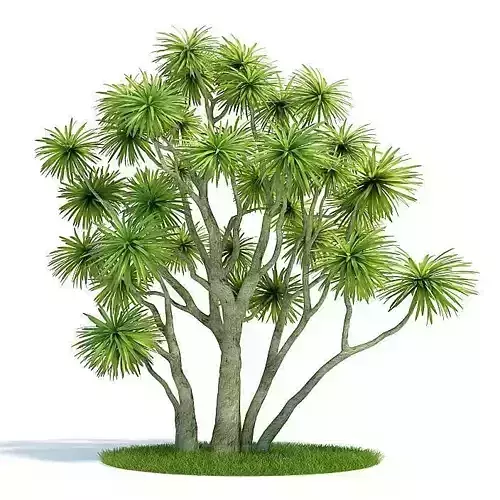 Cordyline Australis Tree 3D model