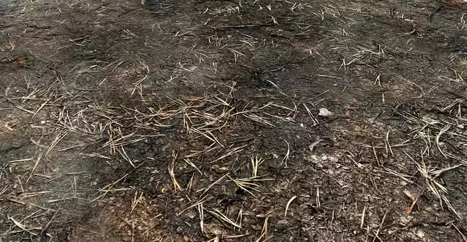 Terrain - Burn Ground - PBR - seamless