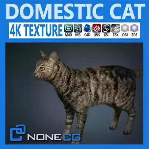 Domestic Cat