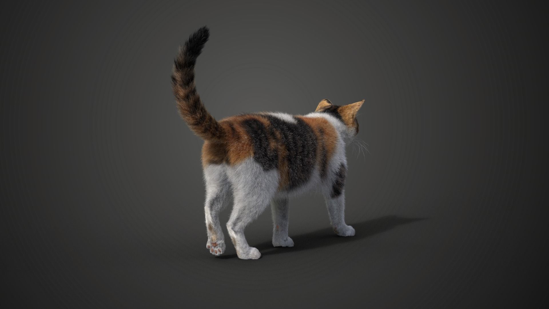 Calico Cat 01 Animated VFX Grace 3D model_8
