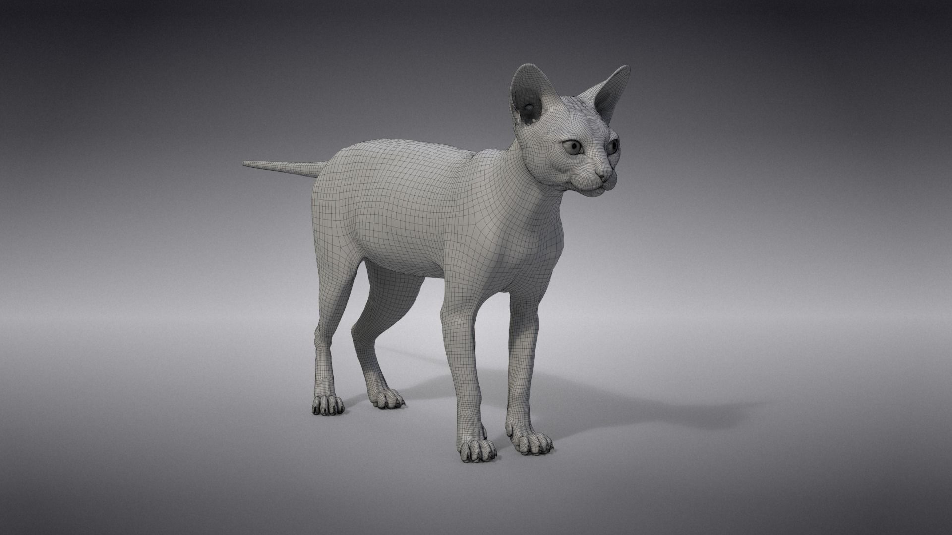 Calico Cat 01 Animated VFX Grace 3D model_25