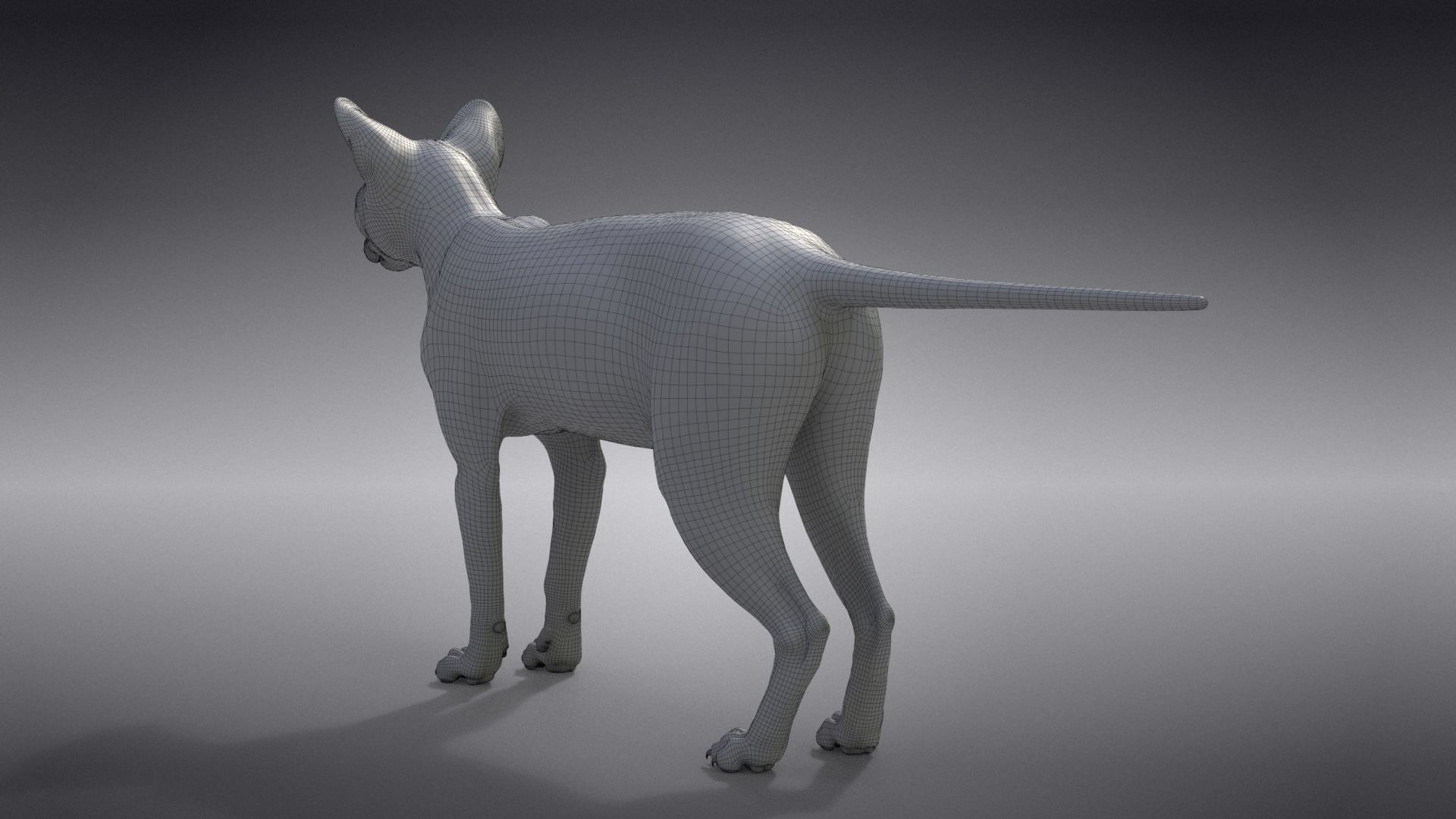 Calico Cat 01 Animated VFX Grace 3D model_27