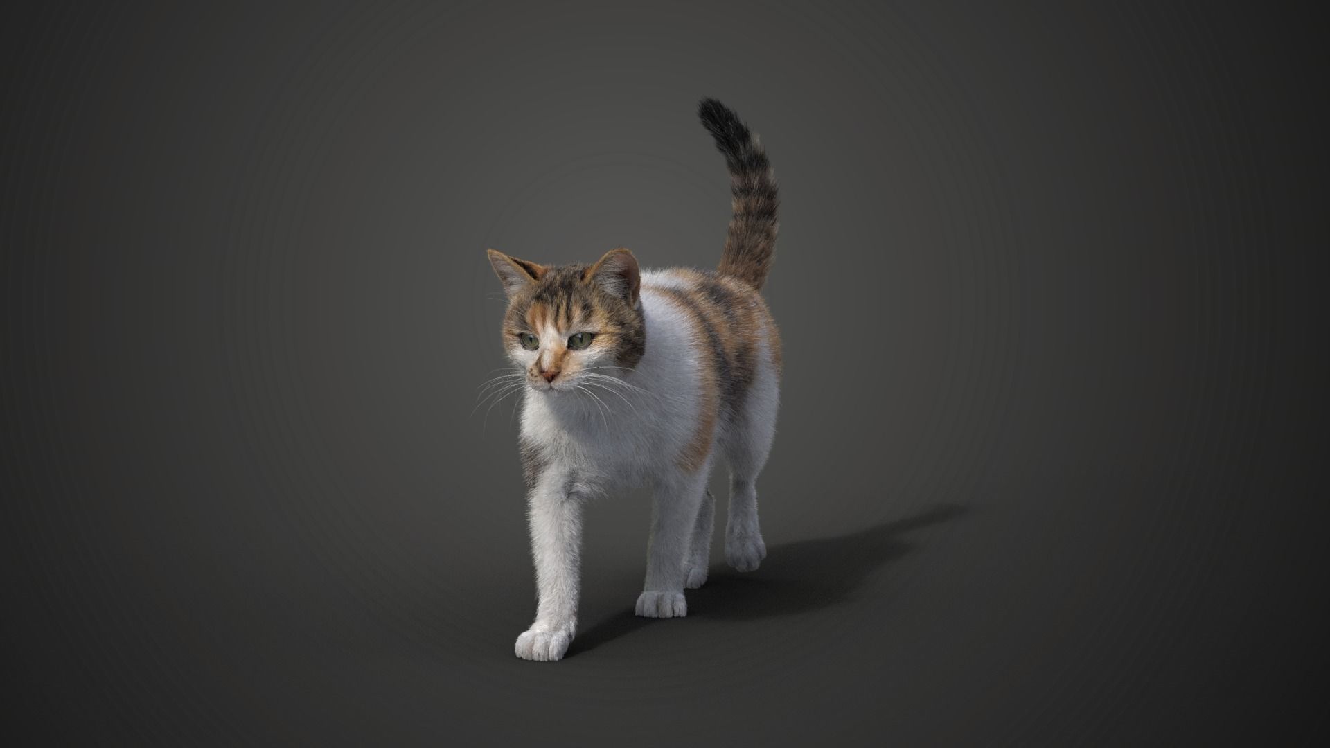 Calico Cat 01 Animated VFX Grace 3D model_11