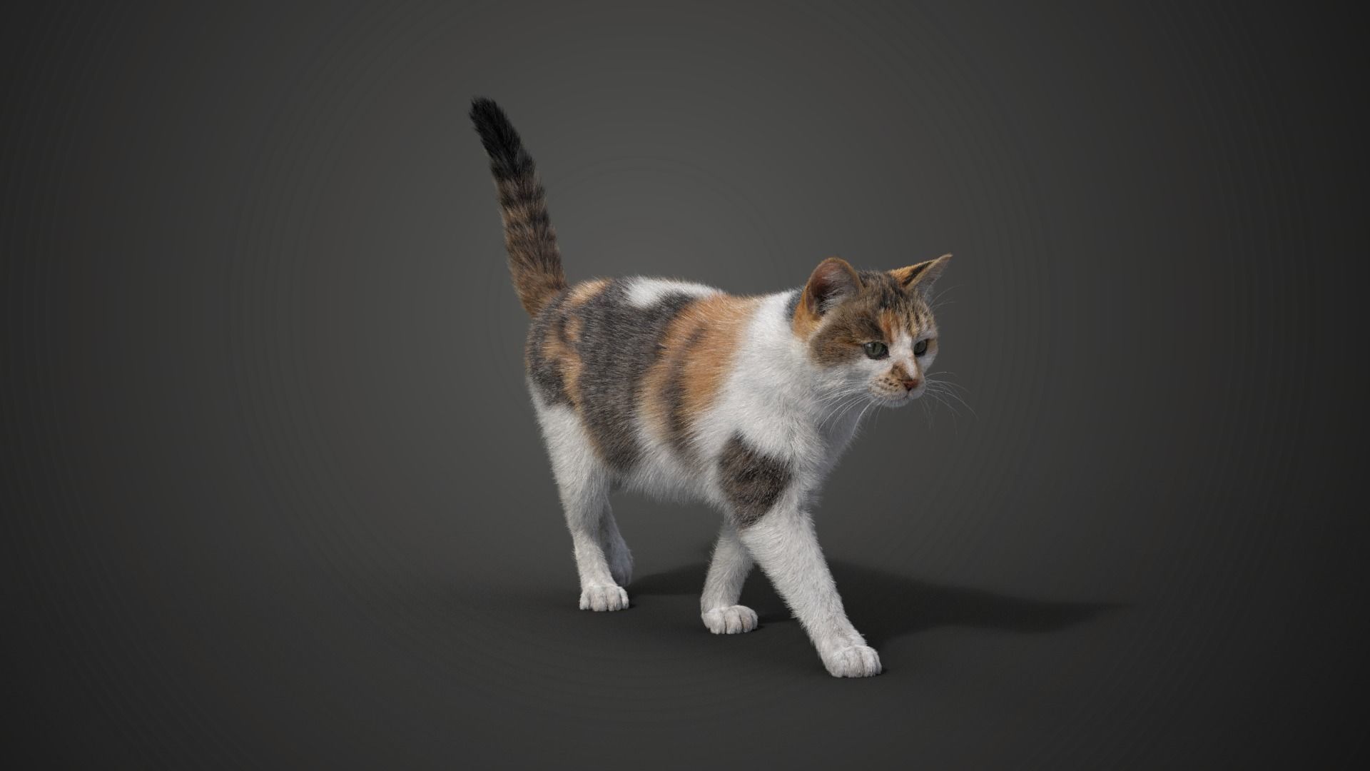 Calico Cat 01 Animated VFX Grace 3D model_6