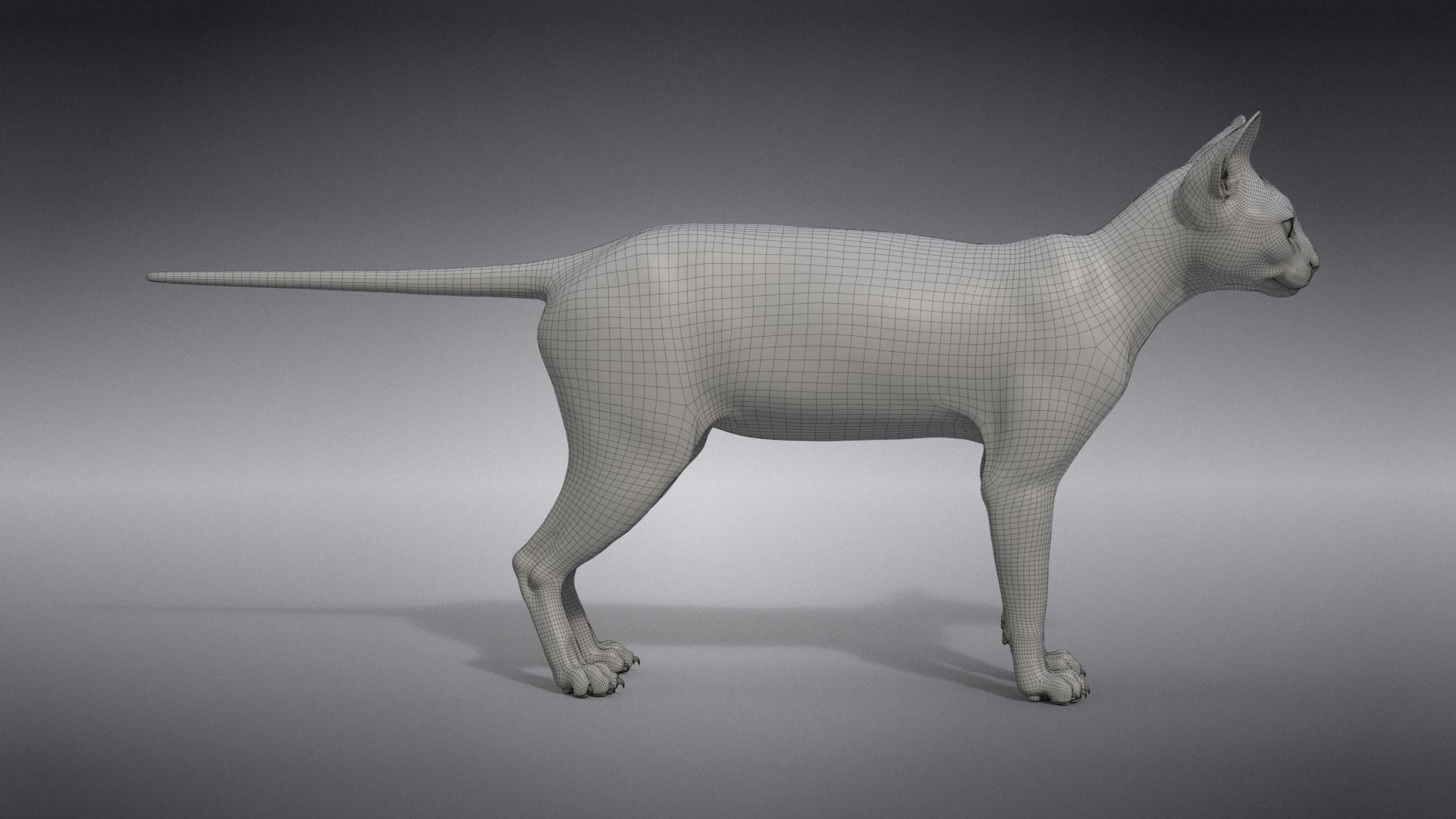 Calico Cat 01 Animated VFX Grace 3D model_26