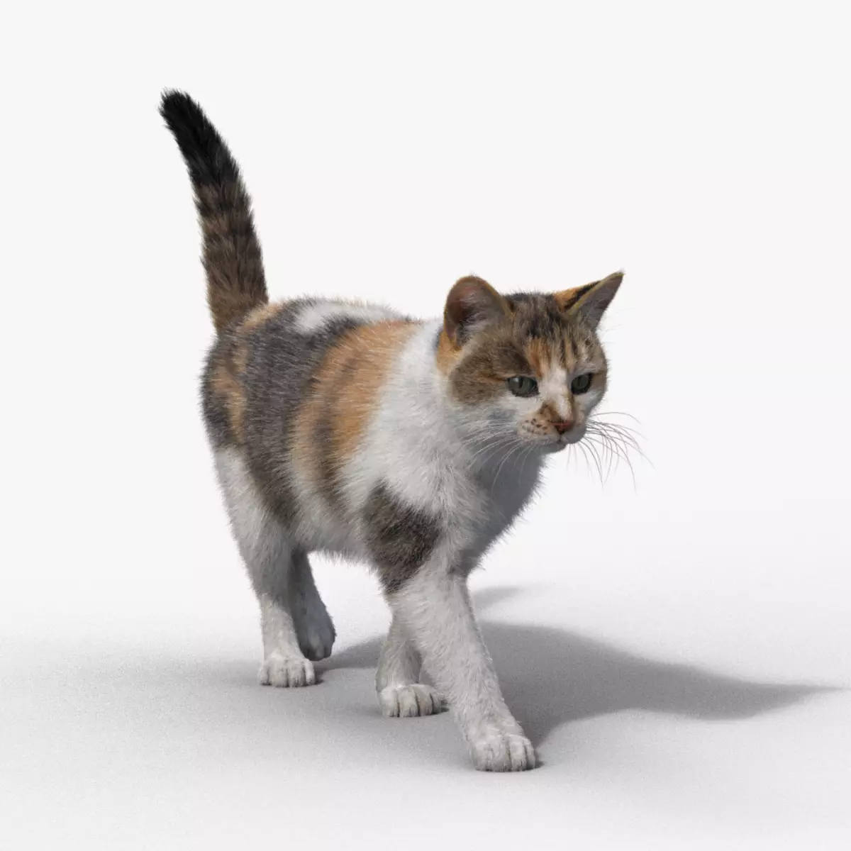 Calico Cat 01 Animated VFX Grace 3D model_0