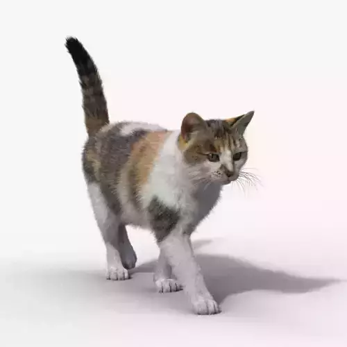 Calico Cat 01 Animated VFX Grace 3D model