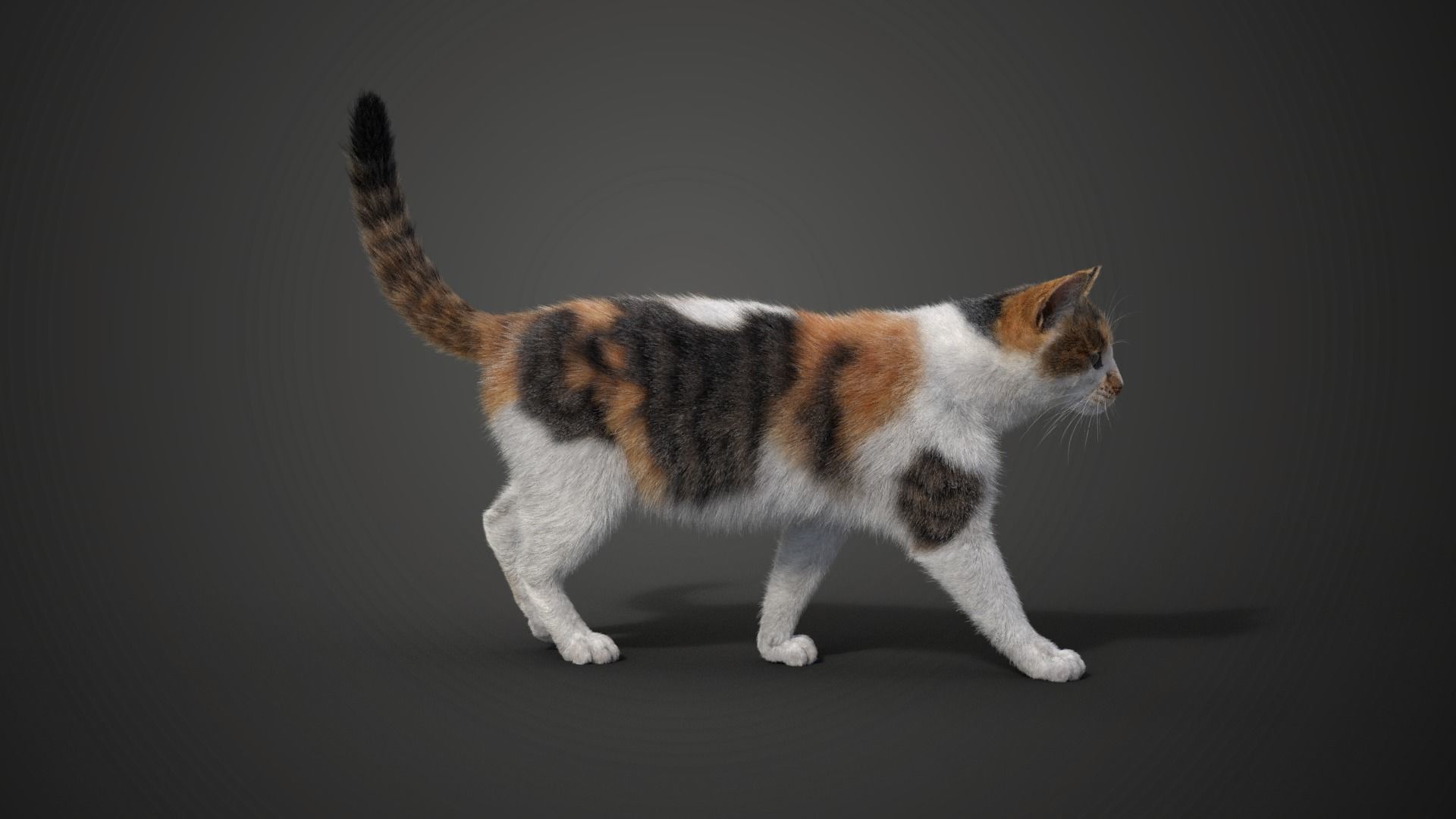 Calico Cat 01 Animated VFX Grace 3D model_7
