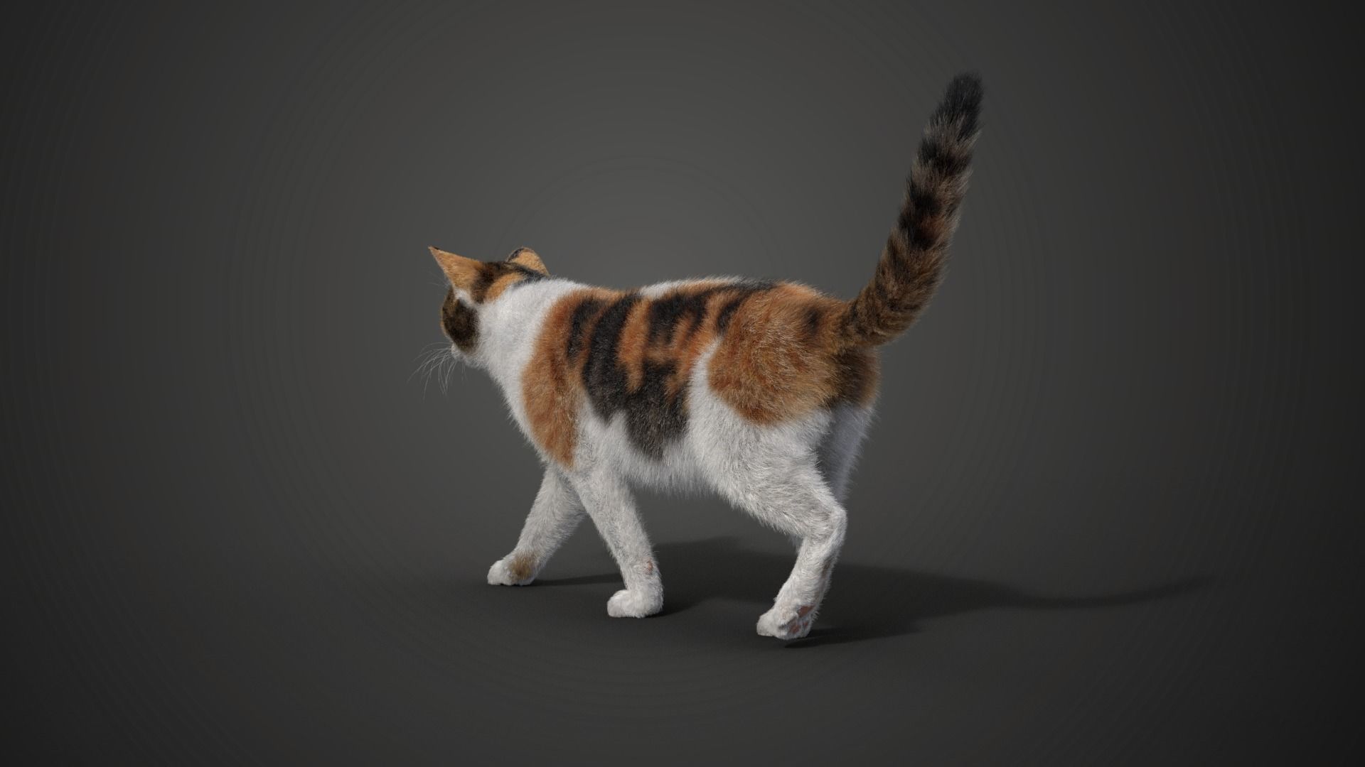 Calico Cat 01 Animated VFX Grace 3D model_9