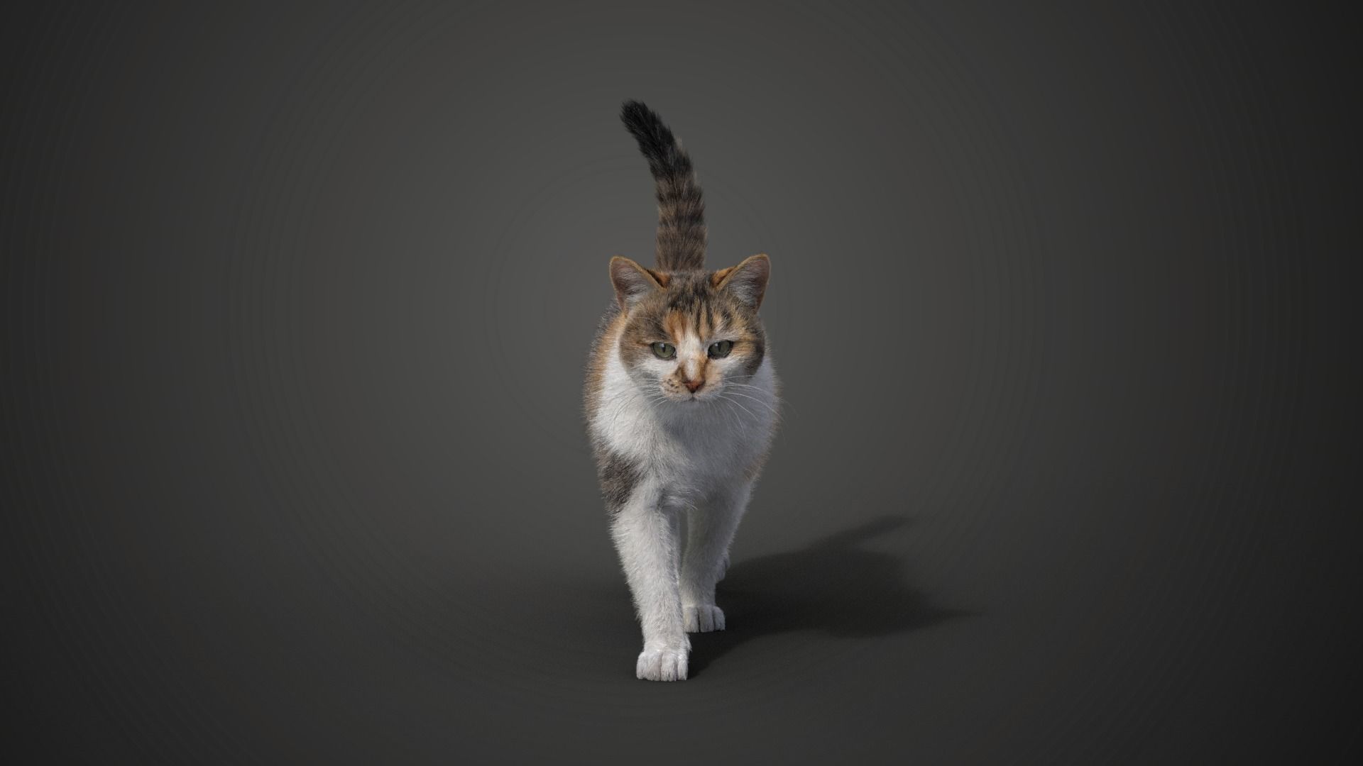 Calico Cat 01 Animated VFX Grace 3D model_5