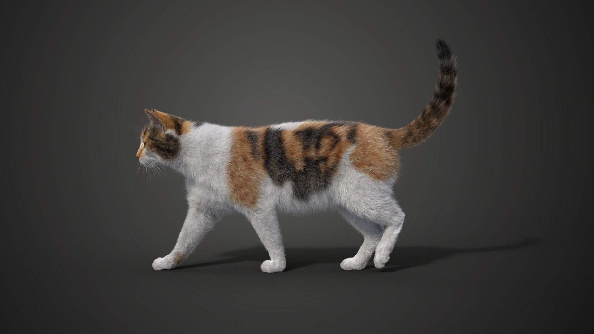 Calico Cat 01 Animated VFX Grace 3D model_10
