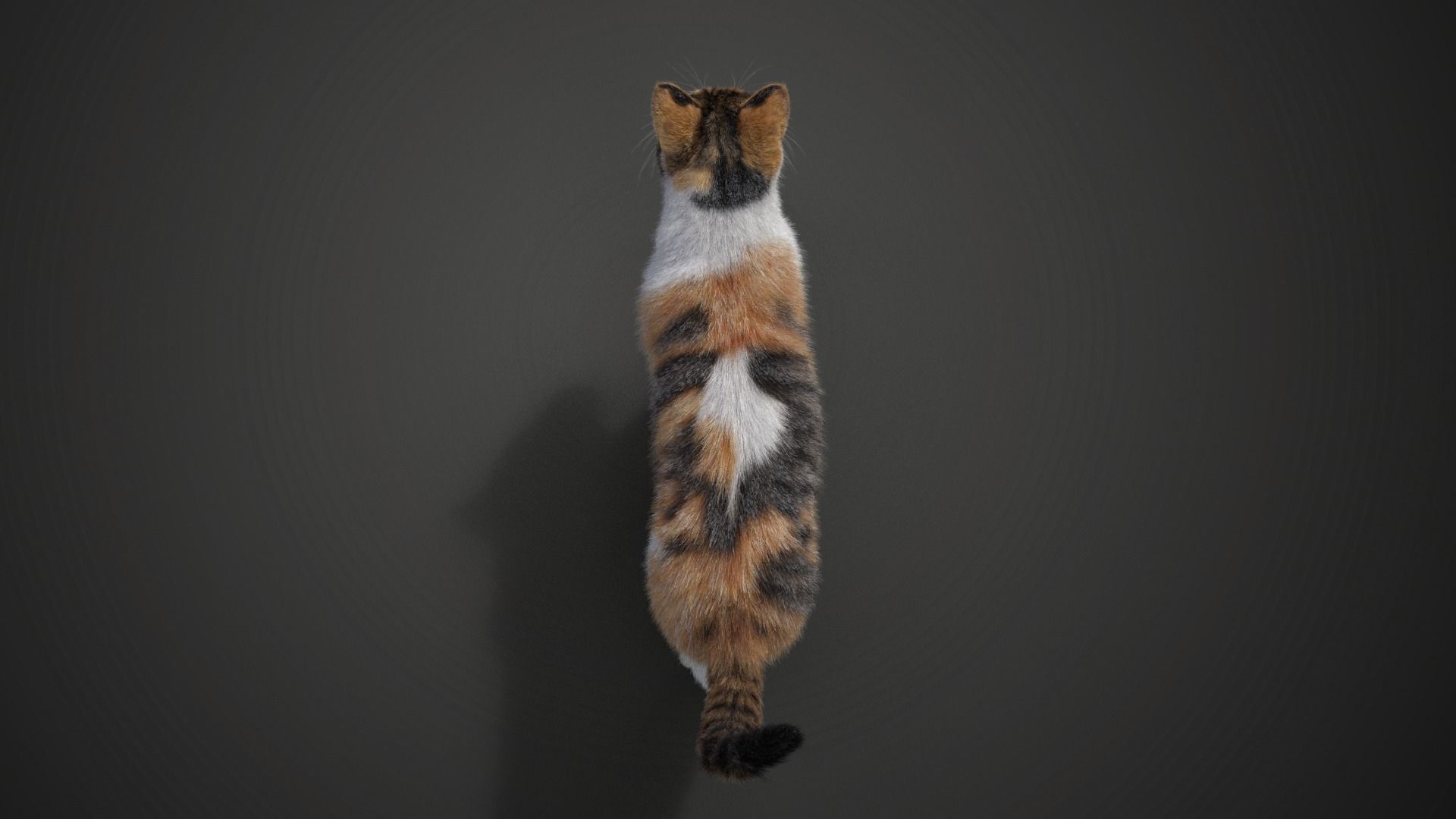 Calico Cat 01 Animated VFX Grace 3D model_12