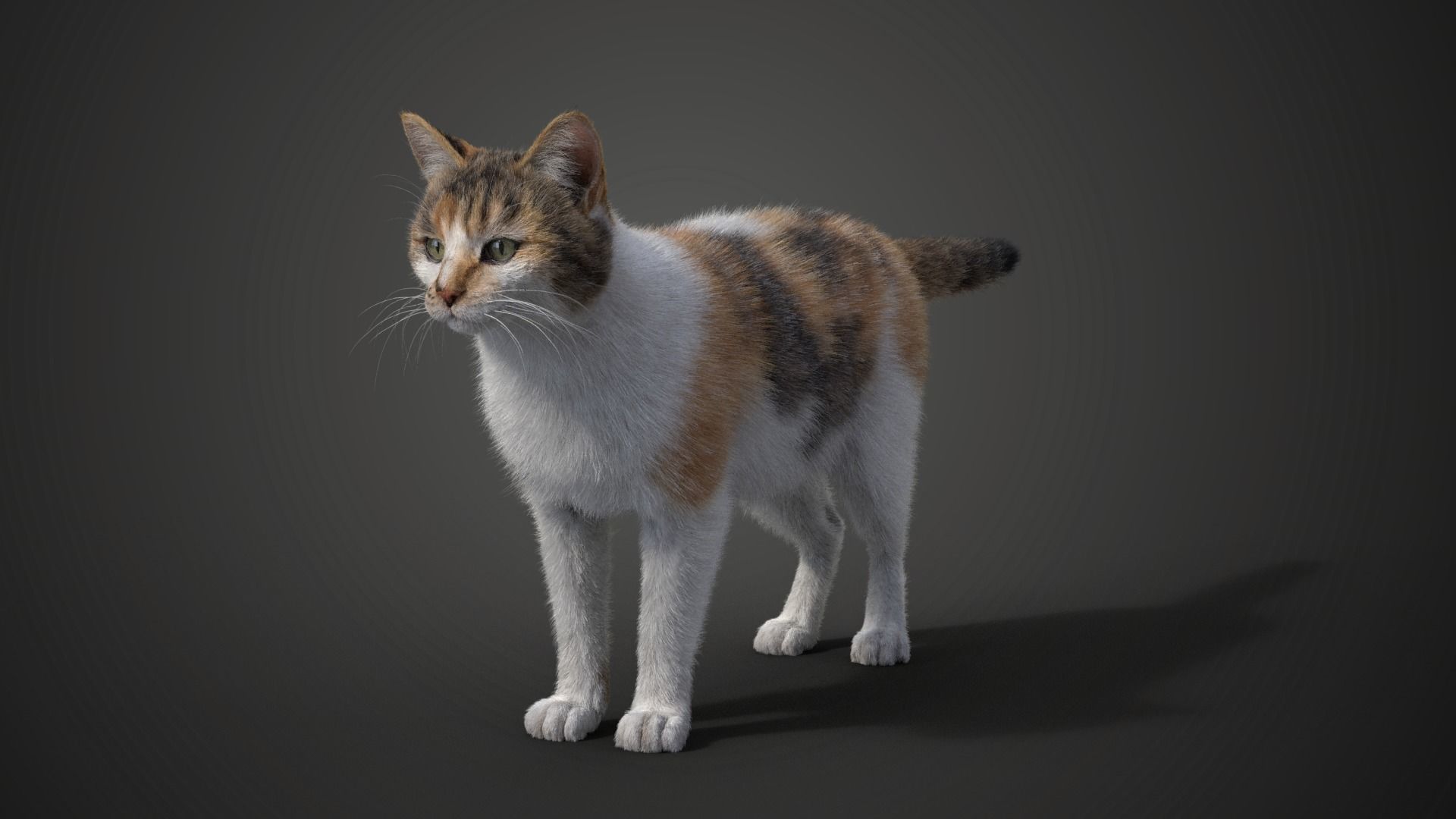 Calico Cat 01 Animated VFX Grace 3D model_13