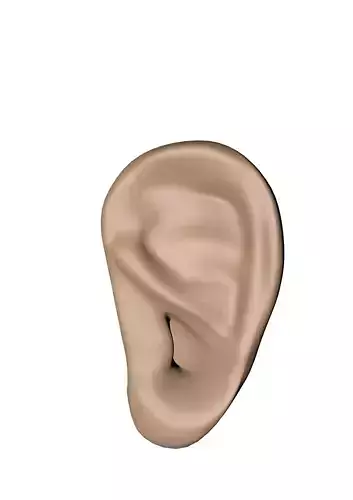 ear 3d