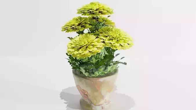 Yellow chrysanthemum