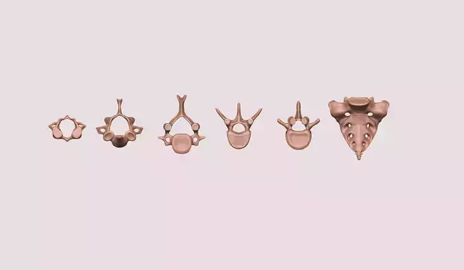 vertebrae and sacrum for 3d printing 3D print model
