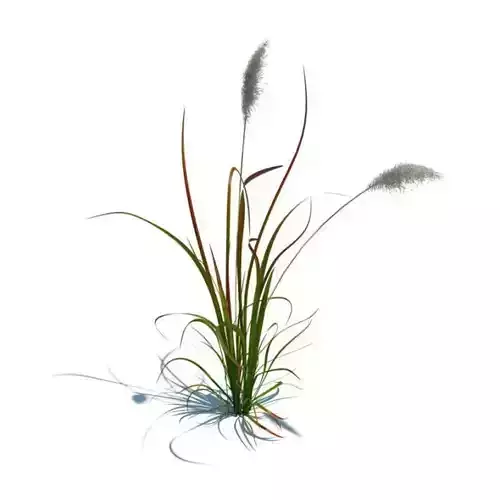 Plant Imperata Cylindrica Red Baron