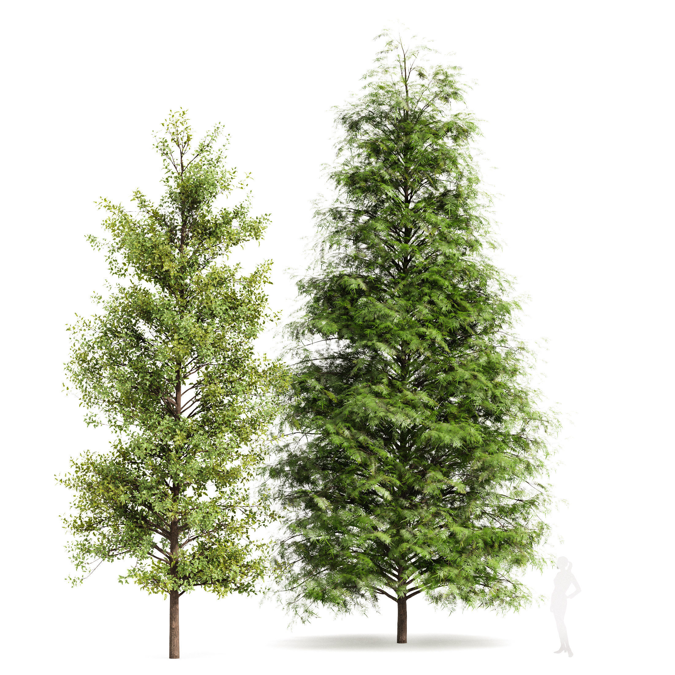 Real Tree Metasequoia glyptostroboides and Acer Buergerianum 3D model_1