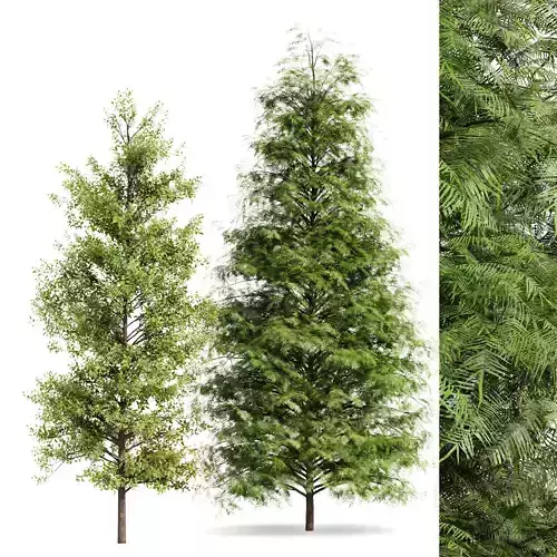 Real Tree Metasequoia glyptostroboides and Acer Buergerianum 3D model