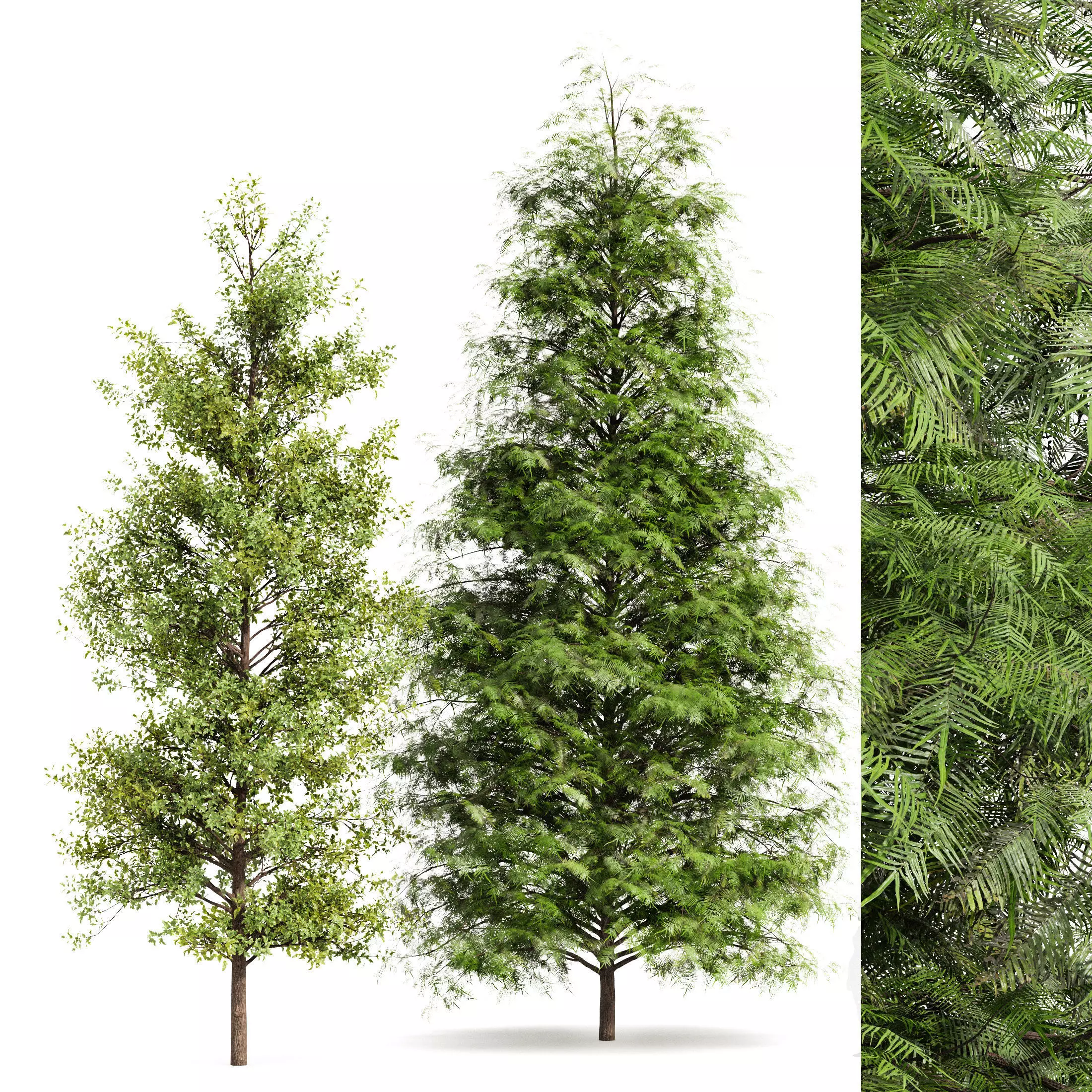 Real Tree Metasequoia glyptostroboides and Acer Buergerianum 3D model_0