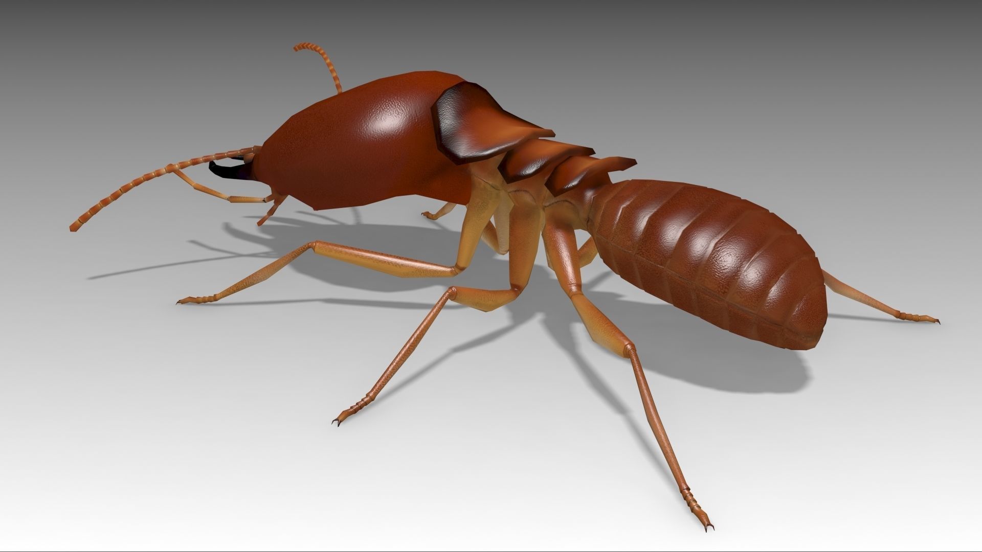 Termite ant Low-poly 3D model_7