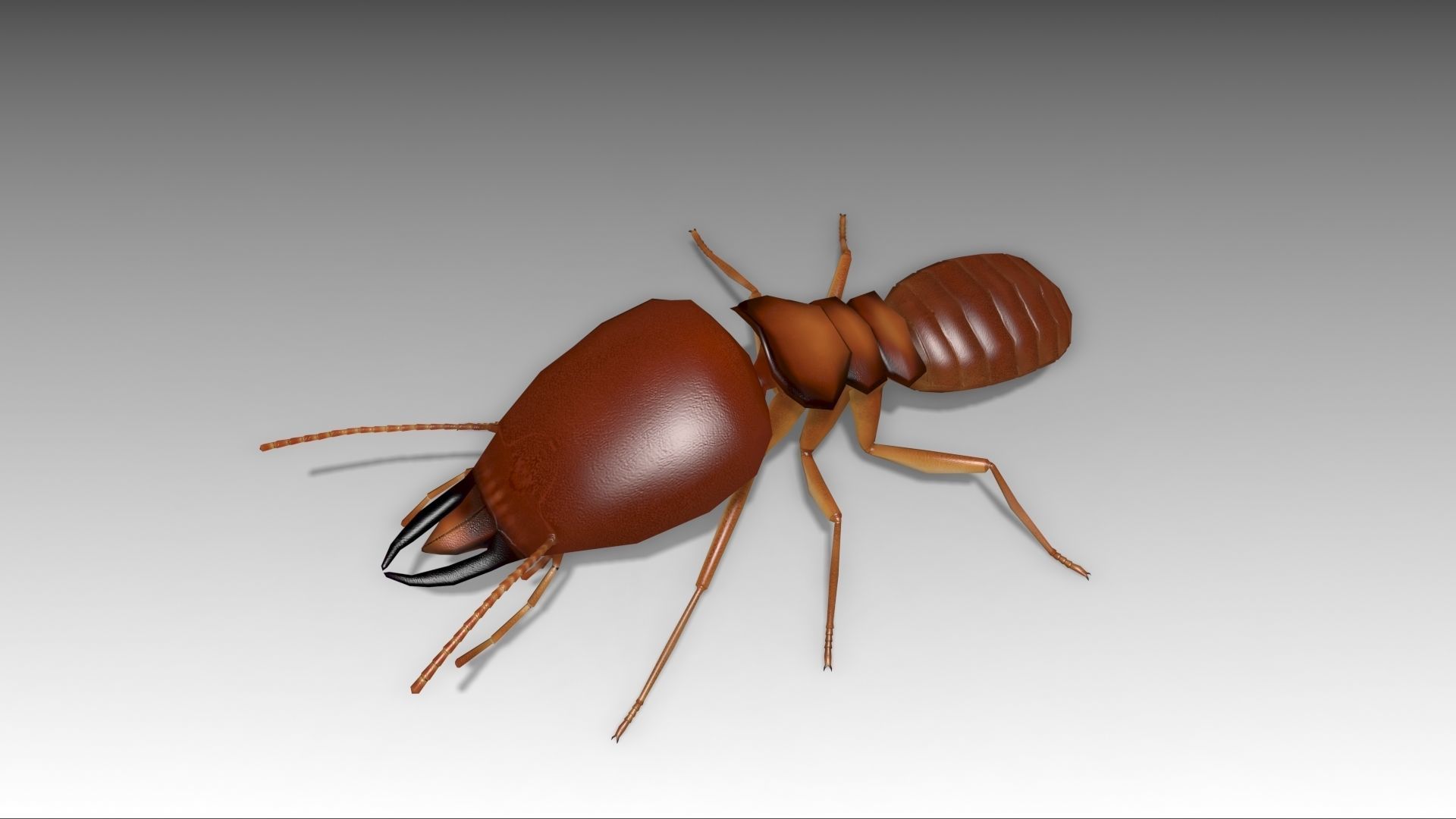 Termite ant Low-poly 3D model_10