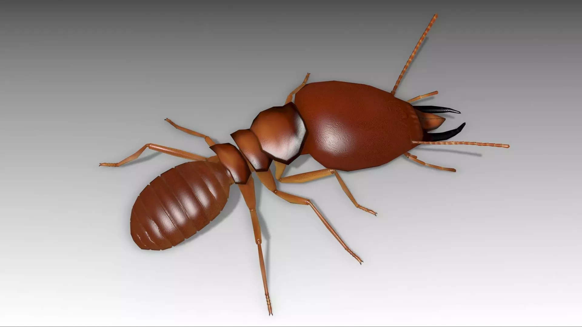 Termite ant Low-poly 3D model_0