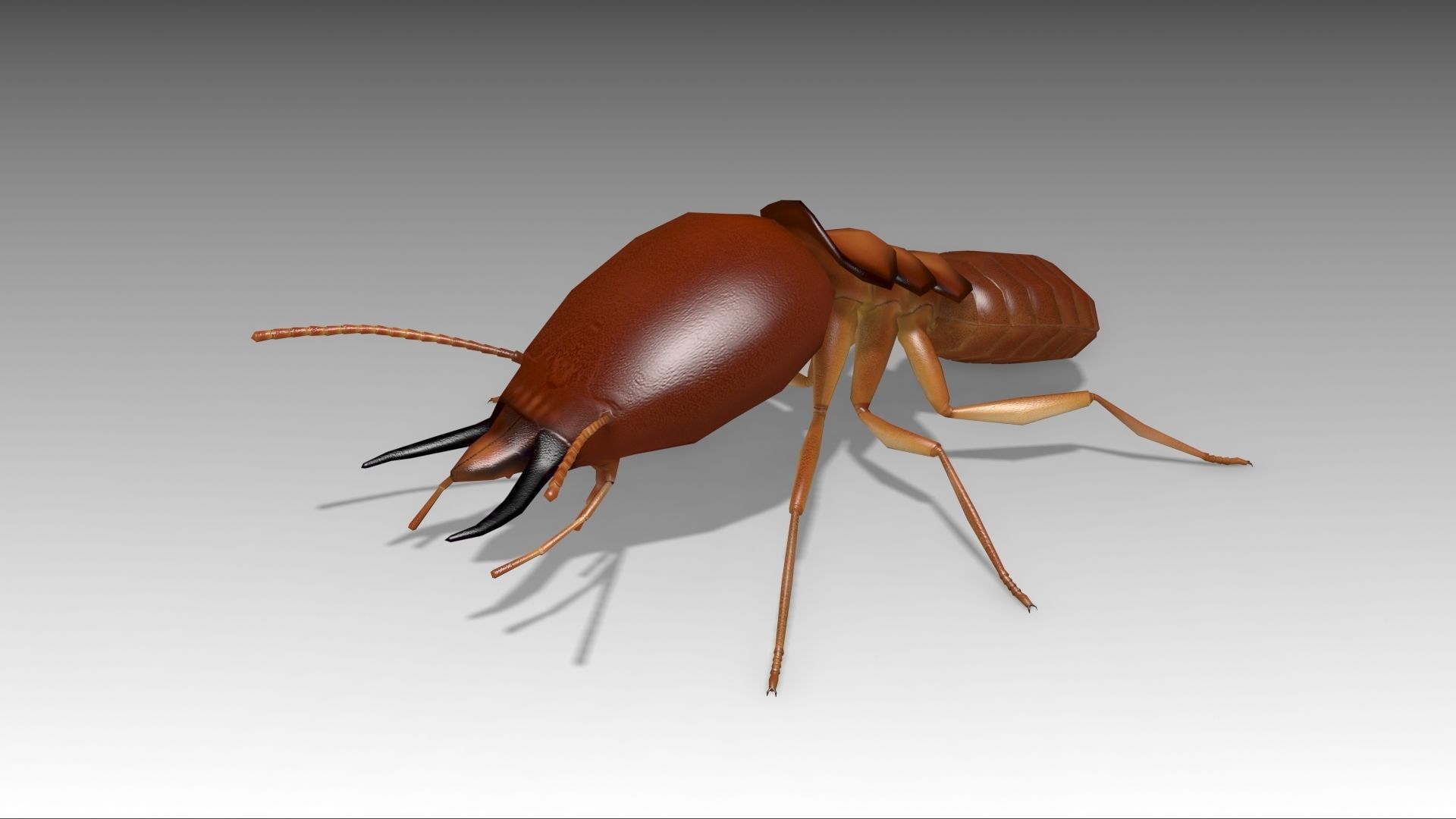 Termite ant Low-poly 3D model_5