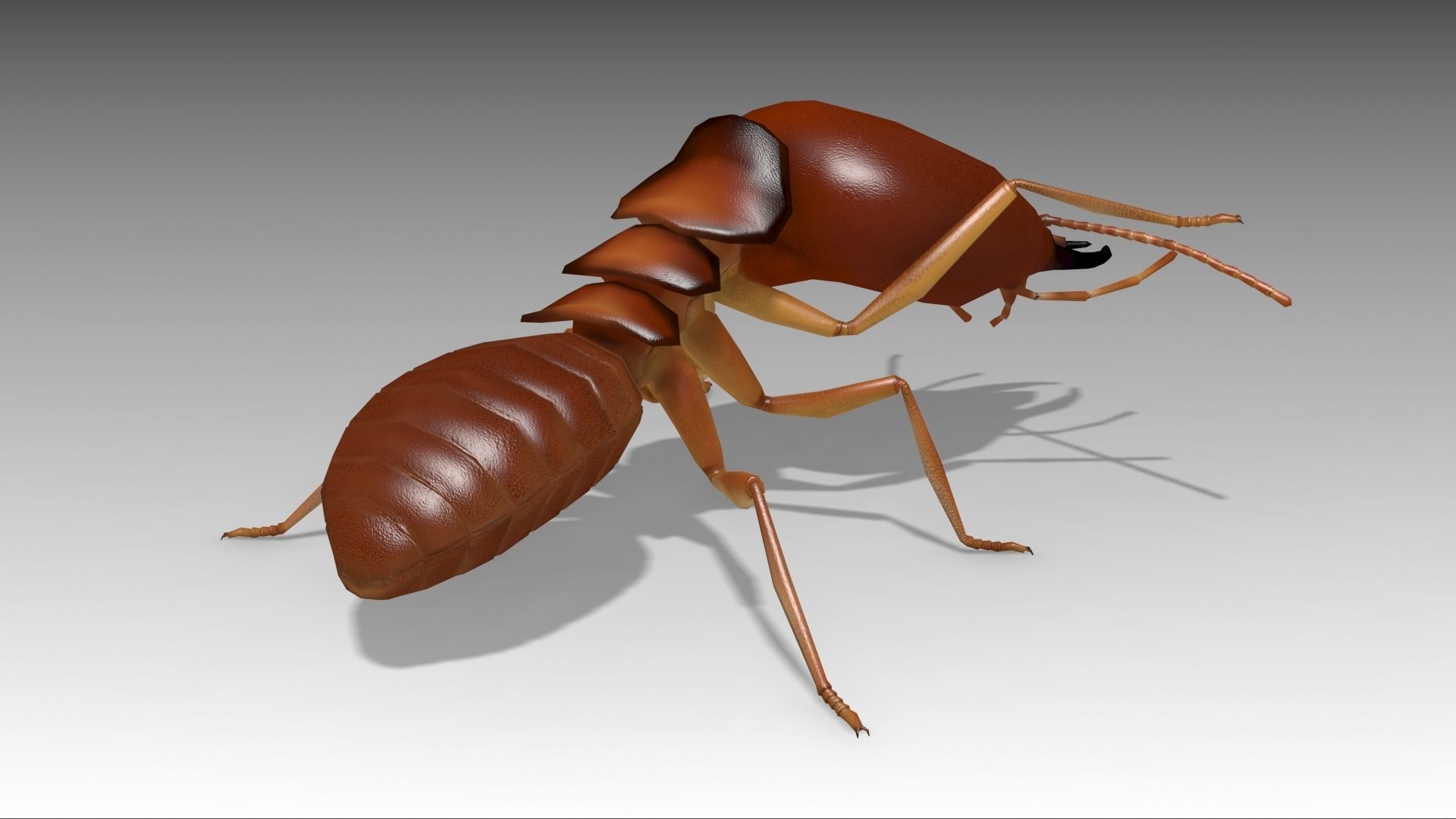 Termite ant Low-poly 3D model_4