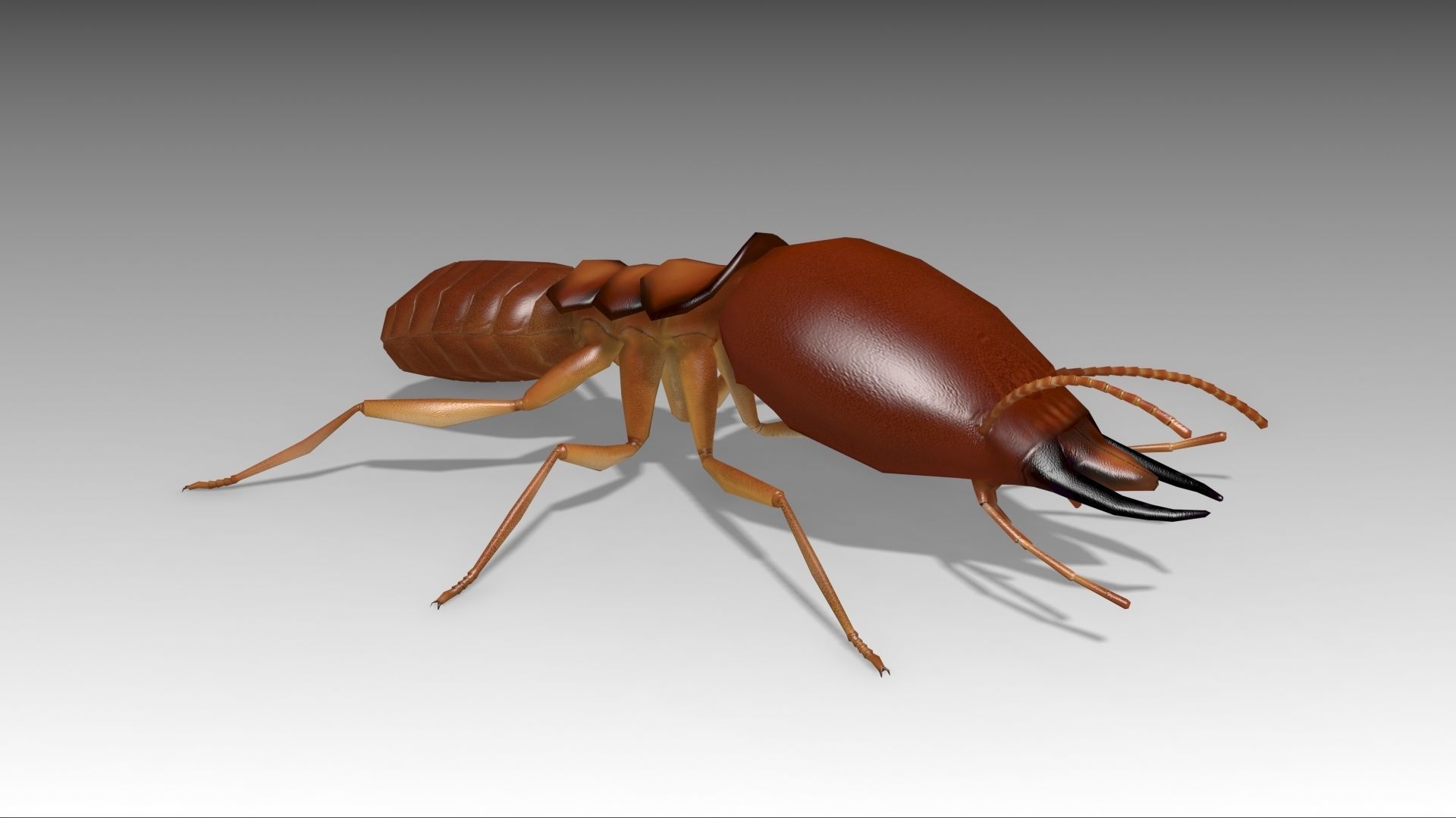 Termite ant Low-poly 3D model_2