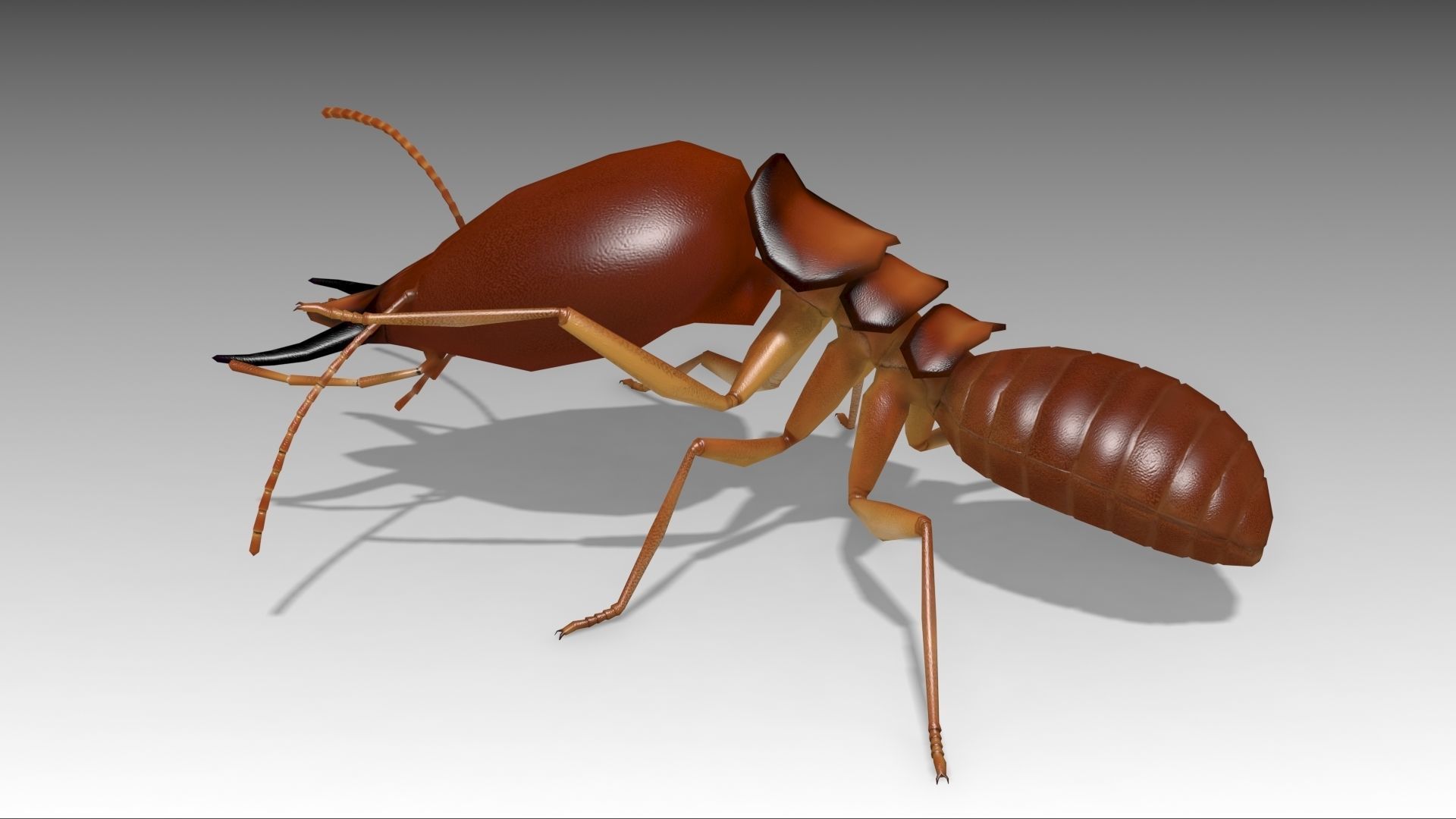 Termite ant Low-poly 3D model_3