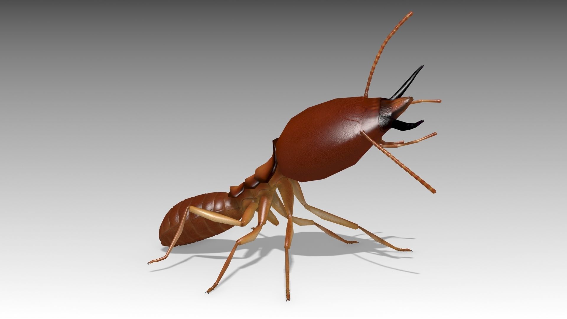 Termite ant Low-poly 3D model_6