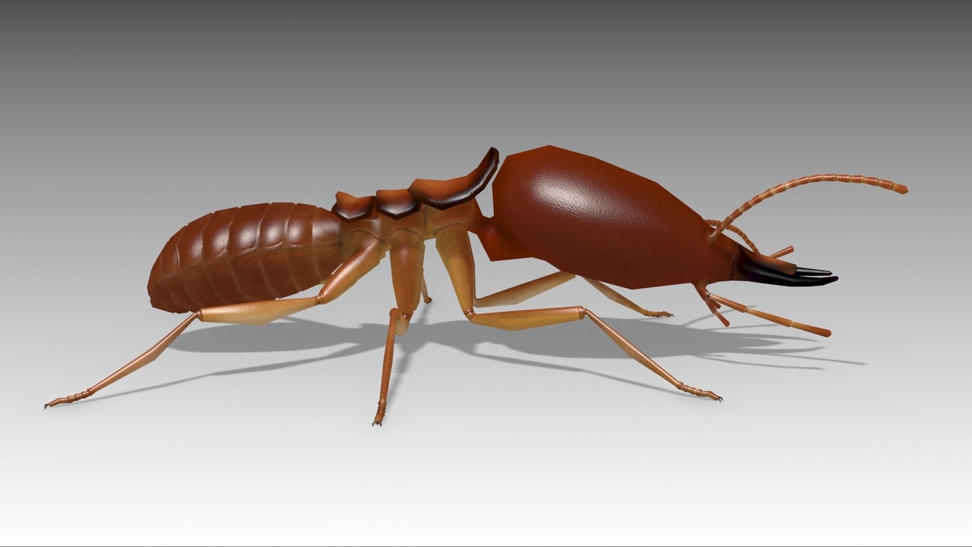 Termite ant Low-poly 3D model_8