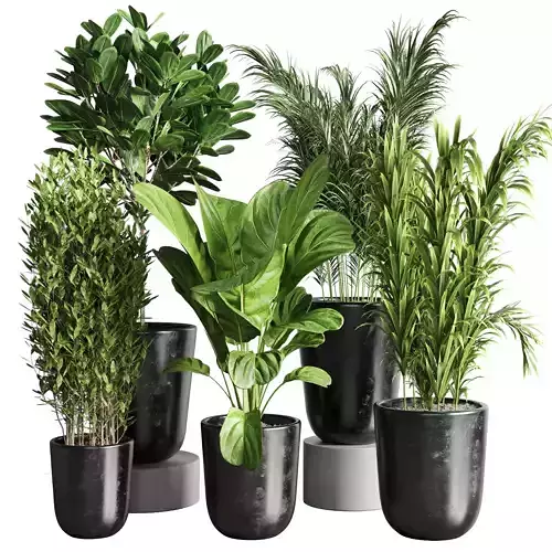 Indoor  plant concrete dirt vase pot tree bush plam ficus lyrata Low-poly 3D model