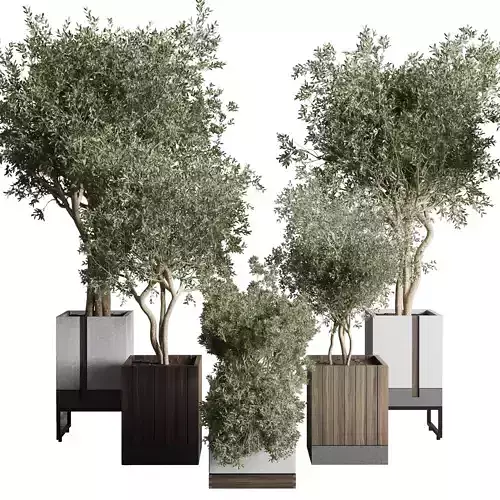 Box pot plant and tree shrub bush indoor plant set 