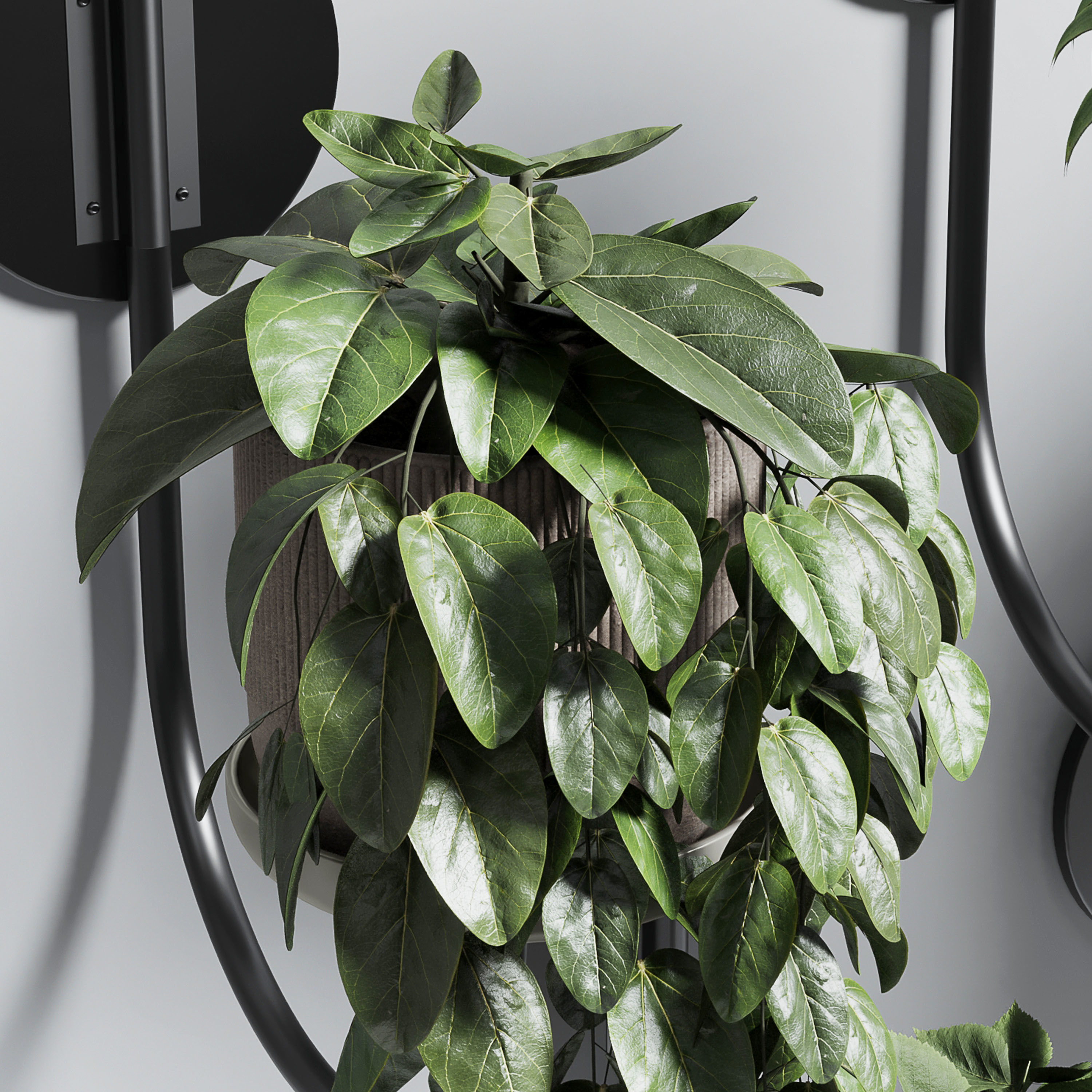 wall plant - collection Indoor plant 180 concrete wall vase 3D model_5