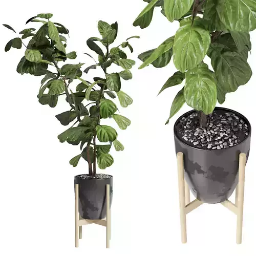 Ficus Lyrata - Indoor plant 181 metal dirt vase