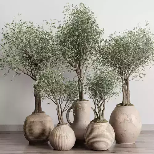 Olive tree in an old earthenware vase indoor collection 182 3D model