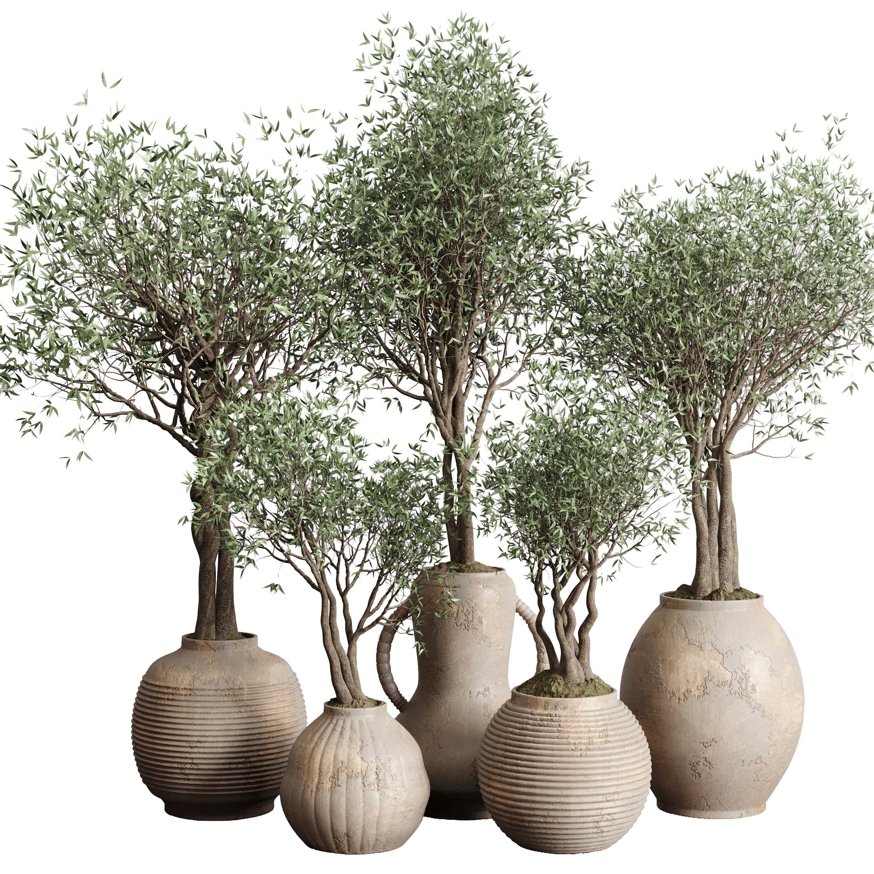 Olive tree in an old earthenware vase indoor collection 182 3D model_1