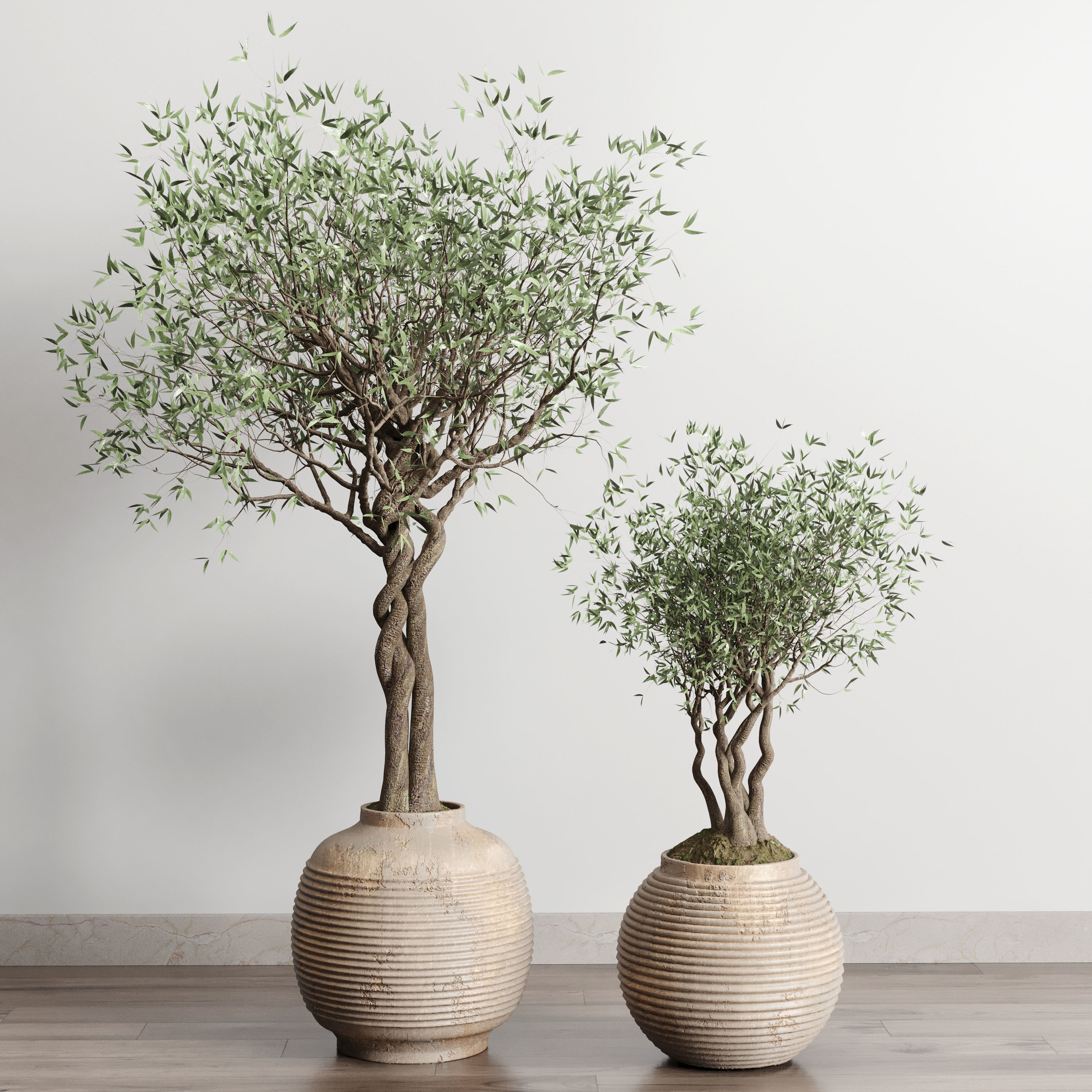 Olive tree in an old earthenware vase indoor collection 182 3D model_2