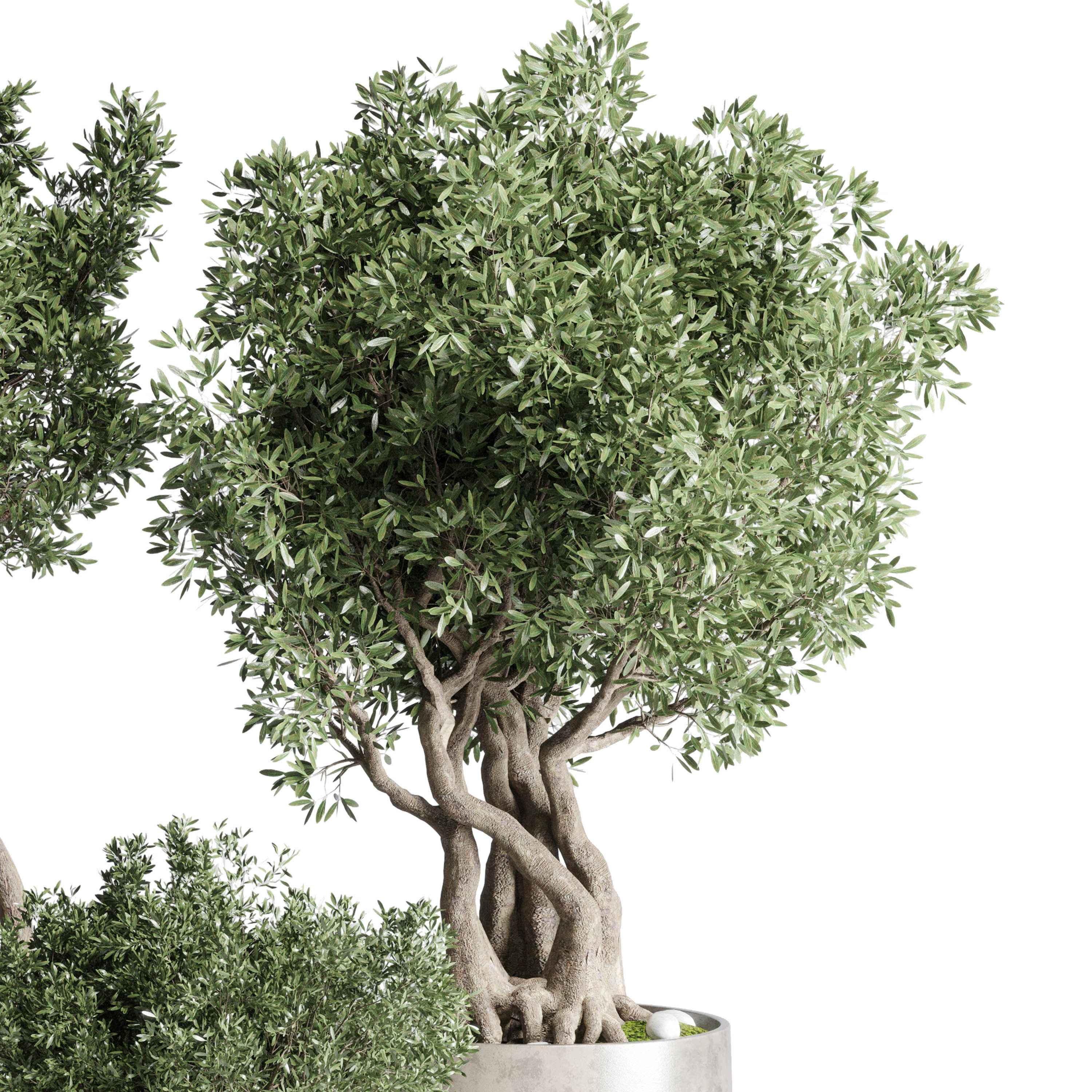 Collection Outdoor Indoor plant concrete dirt vase pot tree bush 3D model_2