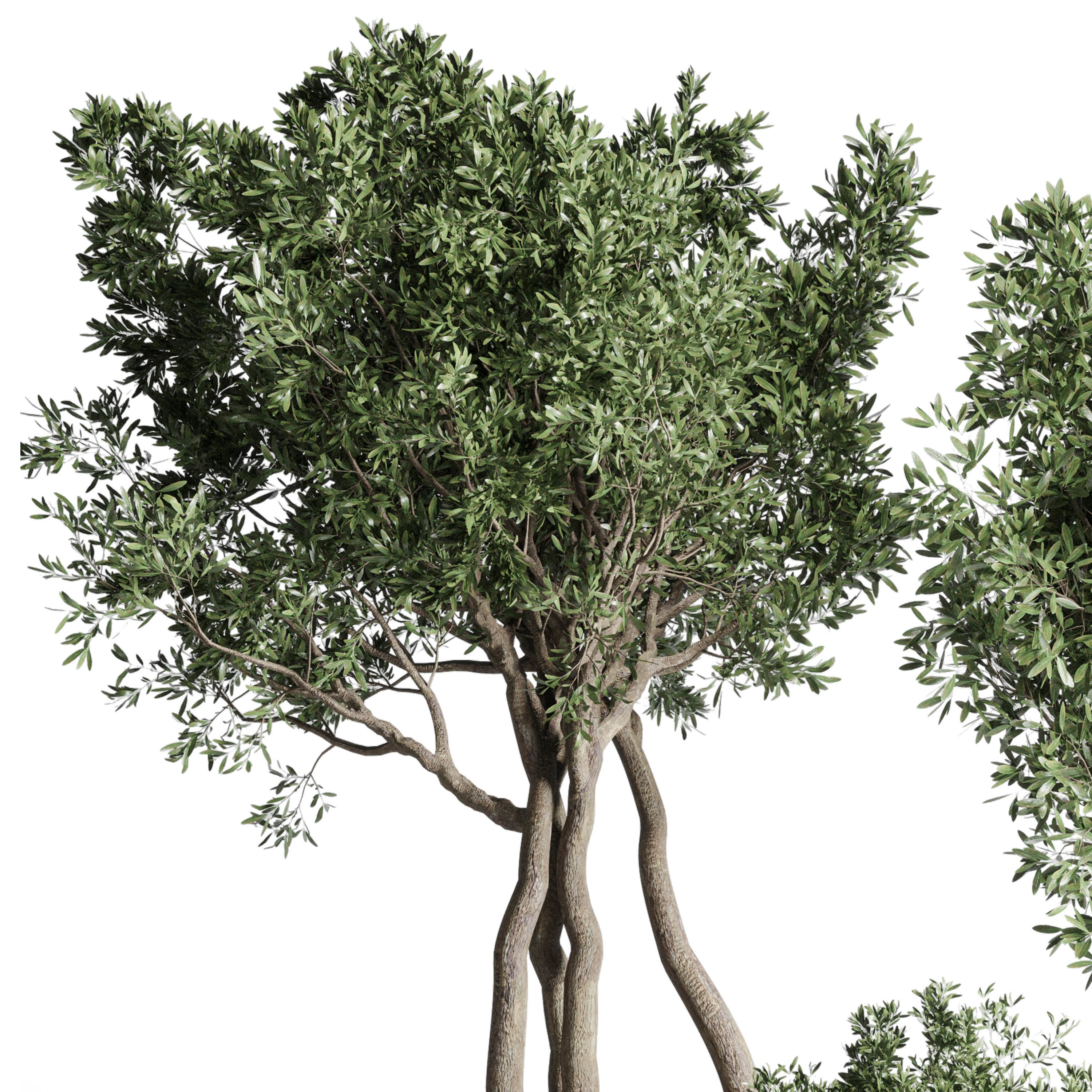 Collection Outdoor Indoor plant concrete dirt vase pot tree bush 3D model_1