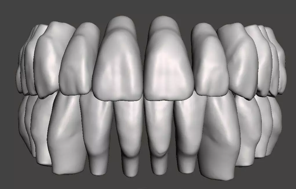 Anatomic teeth set in occlusion 3D model