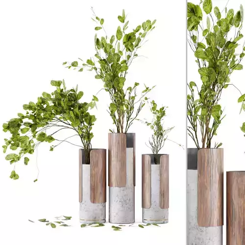 Indoor Plants in Combination of wood  concrete vase 