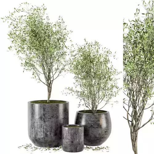 Outdoor Plants tree in Dark Concrete Pot - Set 4
