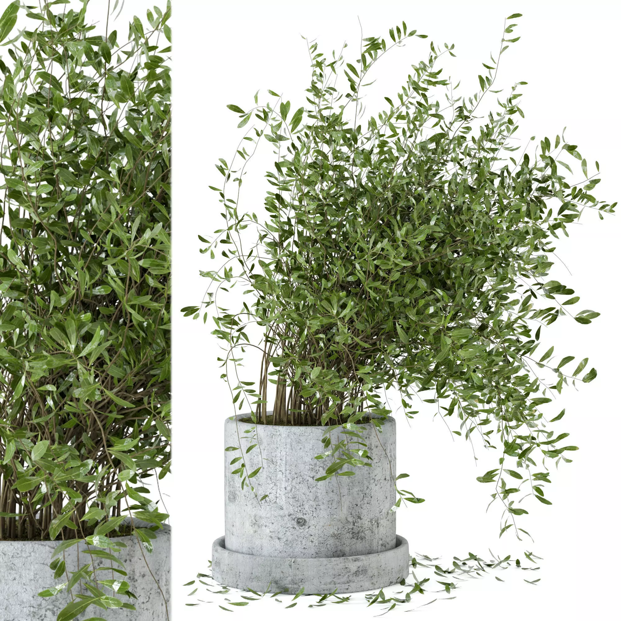 Indoor Plants in rusty Concrete Pot - Set 5 3D model