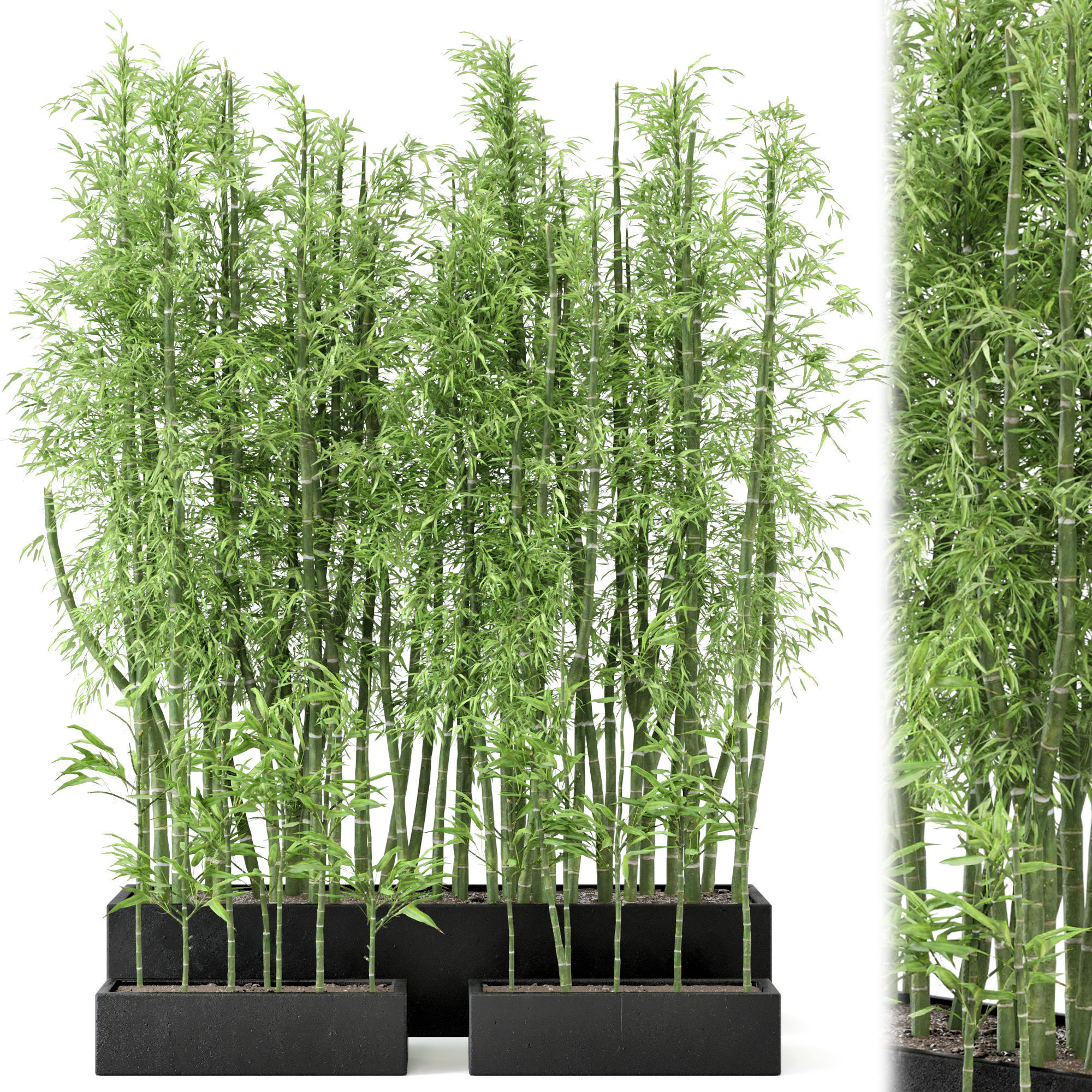  Indoor Plants Bamboo Set in rusty Concrete Pots - Set 7 3D model_1