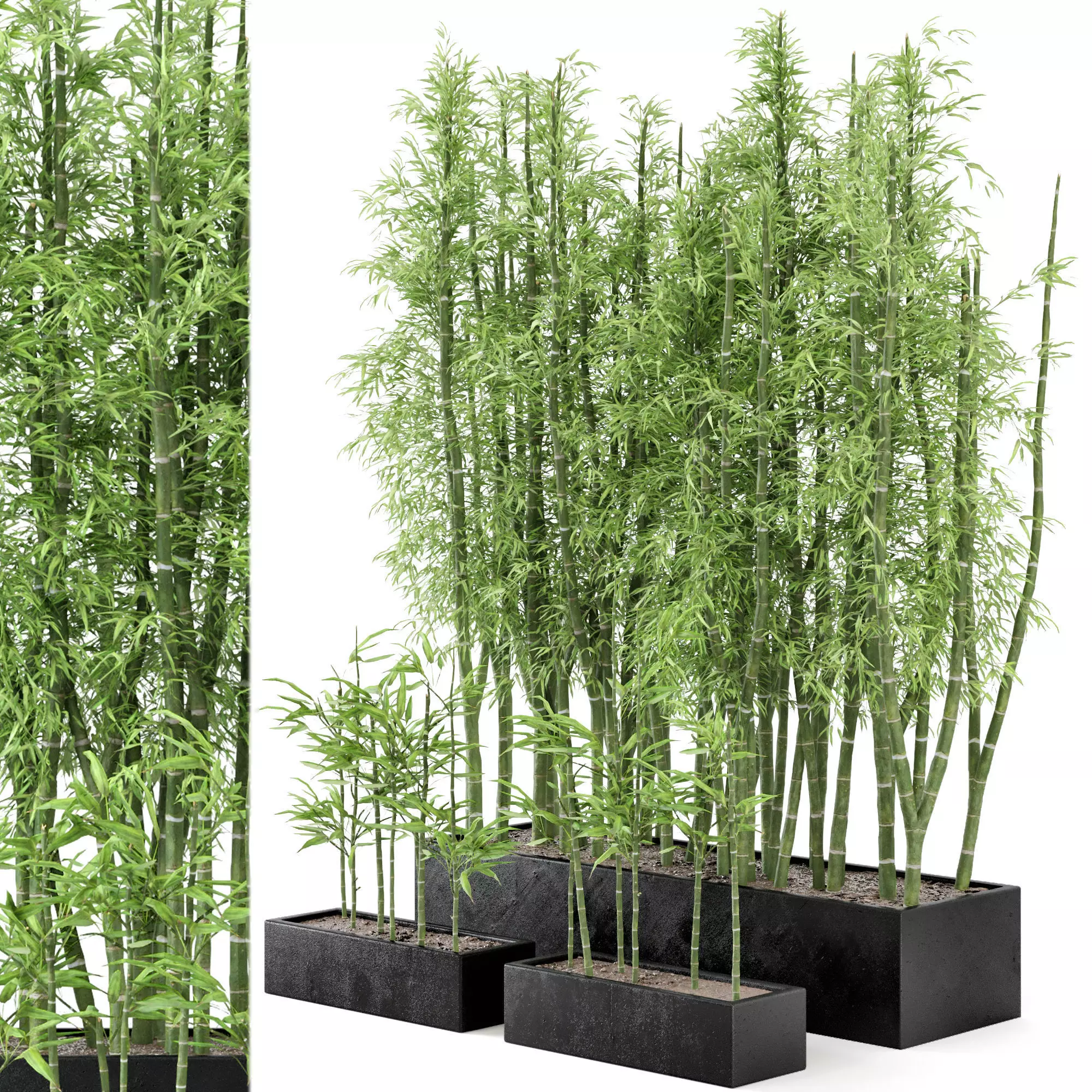  Indoor Plants Bamboo Set in rusty Concrete Pots - Set 7 3D model_0